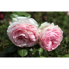 Троянда П'єр де Ронсар (Роза Pierre de Ronsard)
